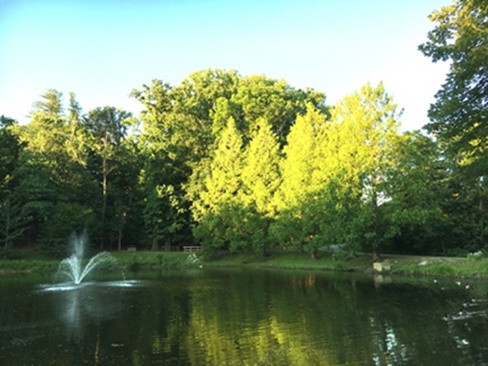 Pond with trees
